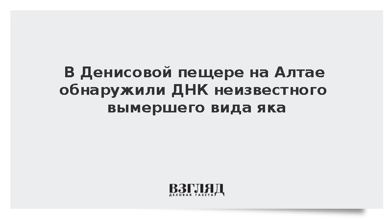 В Денисовой пещере на Алтае обнаружили ДНК неизвестного вымершего вида яка