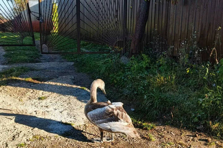 Под Нижнекамском спасли краснокнижного лебедя