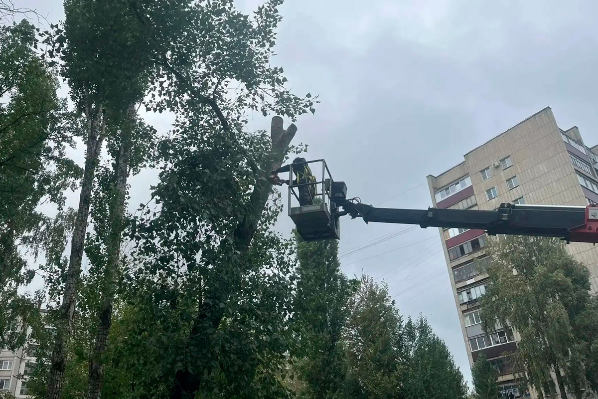 Обращение липчан поспособствовало опилу деревьев у детской площадки
