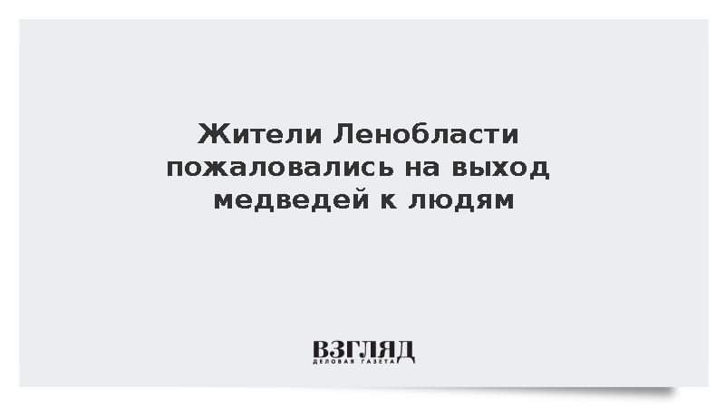 В Ленинградской области зафиксировали 35 выходов медведей к людям