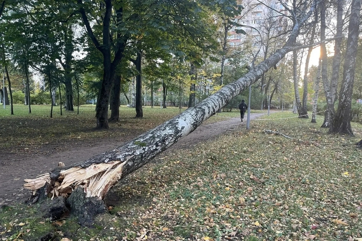 Петербуржцев призвали к внимательности из-за ветра и падающих деревьев
