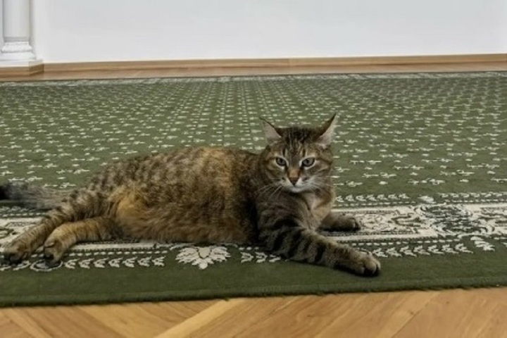 Кошка Маруся-Арсения обошла депутатов ЗС НО в общении с прессой