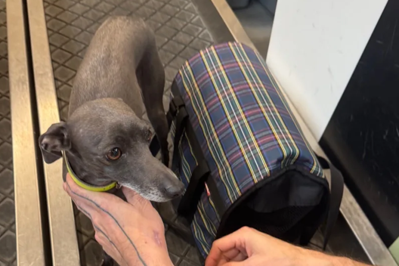 «Аэрофлот» поделился случаями с питомцами и призвал к внимательности