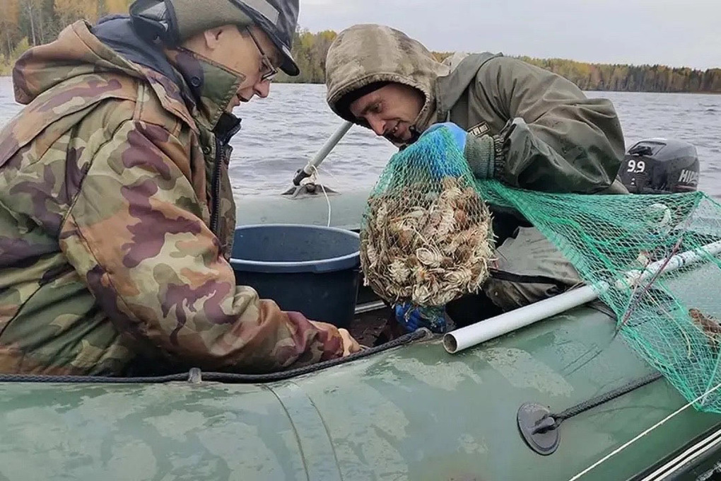 Первый промышленный вылов раков провели в Вологодской области