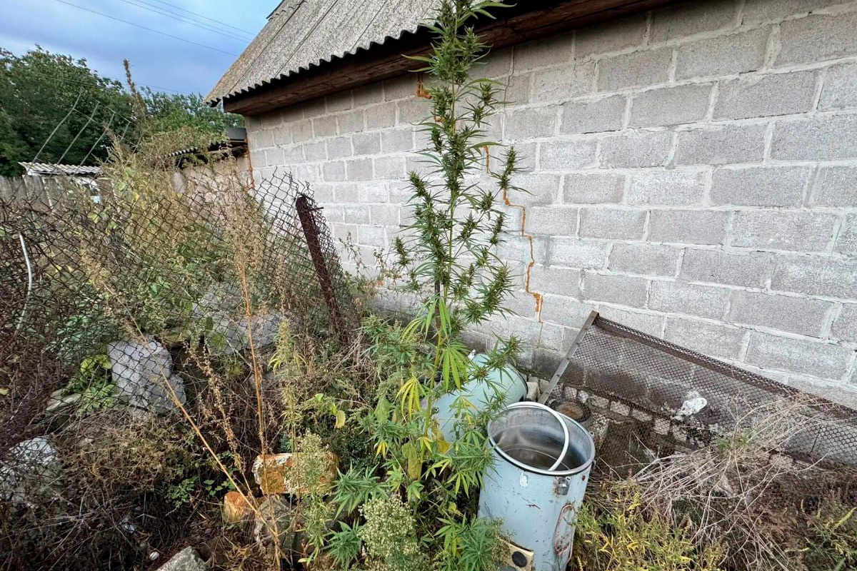 В Донецке у местного жителя изъяли 27 кустов неизвестных растений