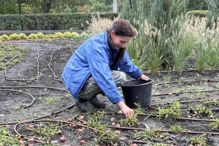 В Саратове в Горпарке появится экспозиция из 5 тыс. тюльпанов