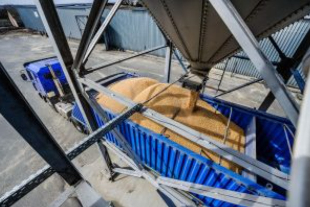 В сентябре из Курской области отгрузили 262 тысячи тонн зерна и продуктов переработки