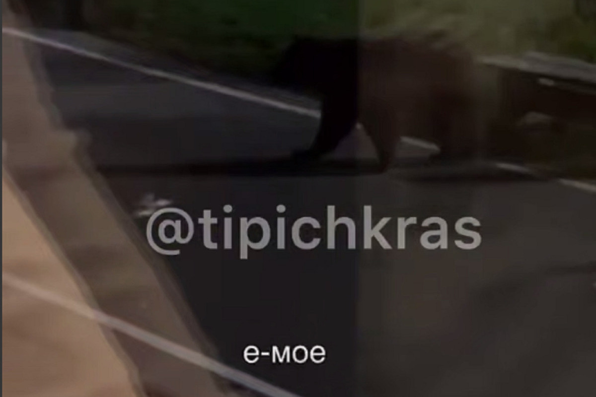 Два медведя вышли к ресторану в Красной Поляне — туристы сняли встречу на видео