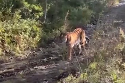 Россиянин столкнулся в лесу с тигром