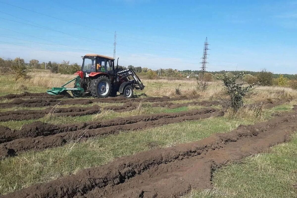 В Курске в субботу высадят 8 тысяч дубов