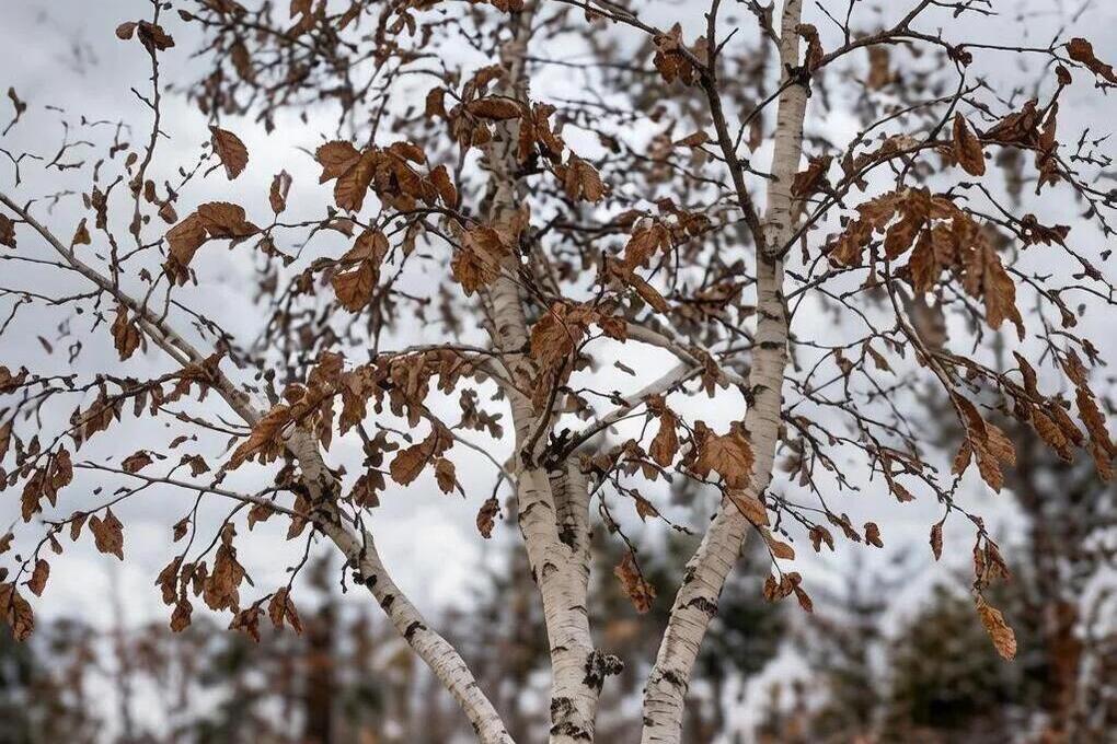 Дожди, местами мокрый снег и похолодание до −2 °C» ожидается в Югре 10 октября
