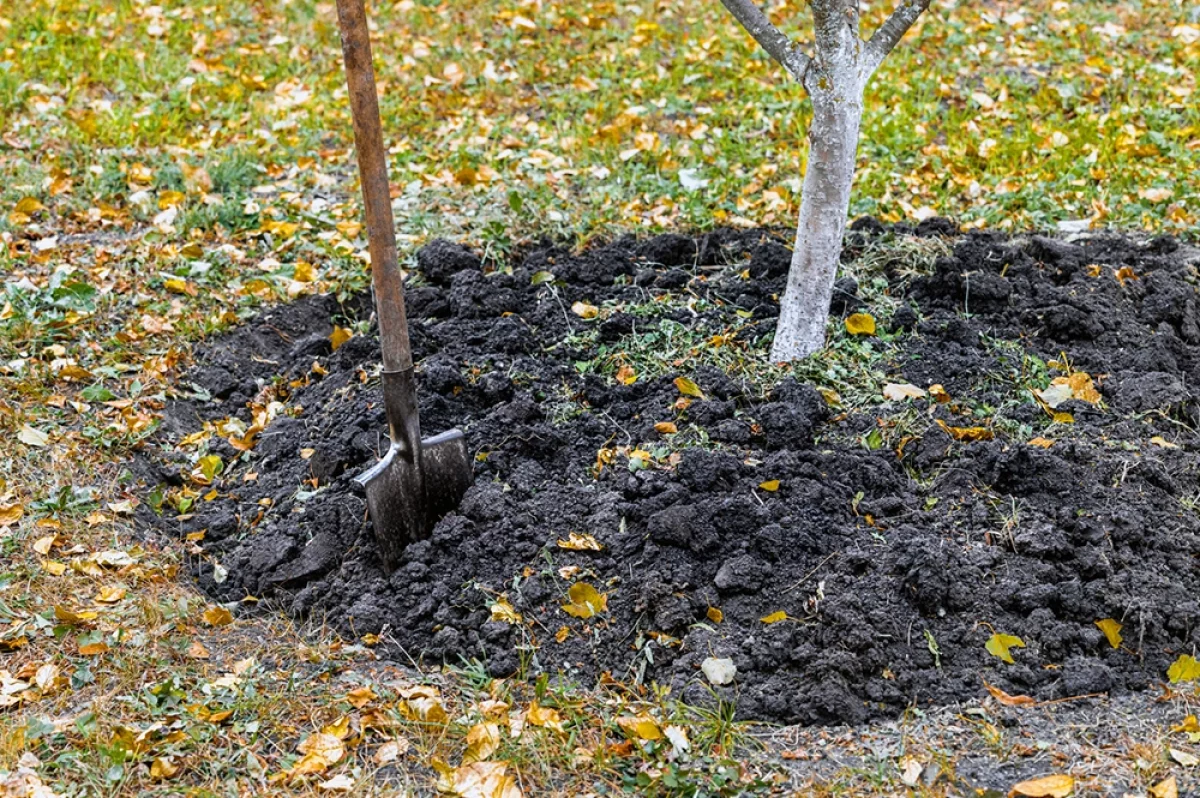 Не копайте глубоко. Пять фатальных ошибок при посадке сада осенью