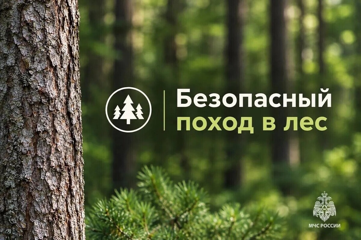 МЧС: как не потеряться в лесу во время «тихой охоты»