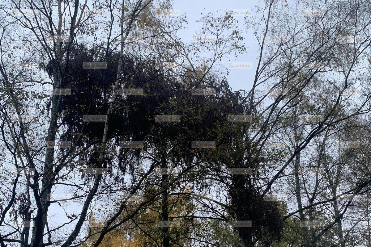 В Павловске аварийная берёза нависает над остановкой на улице Анны Зеленовой