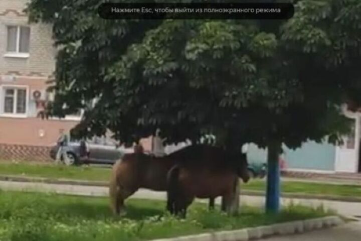 Лошадиные прогулки по-люберецки: красиво, но с «сюрпризами»