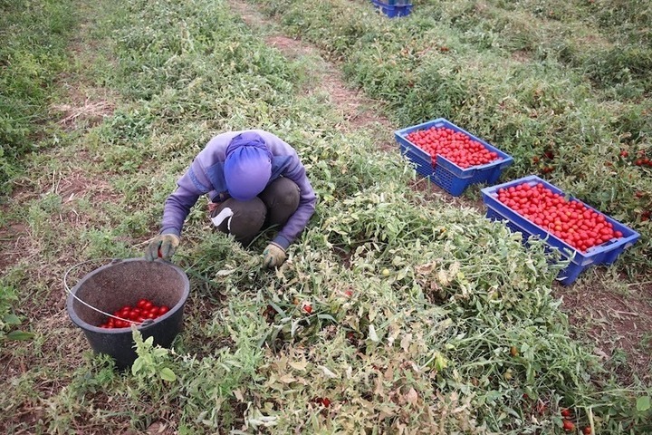 Полиция Астраханской области выявила нелегальных мигрантов на томатном поле