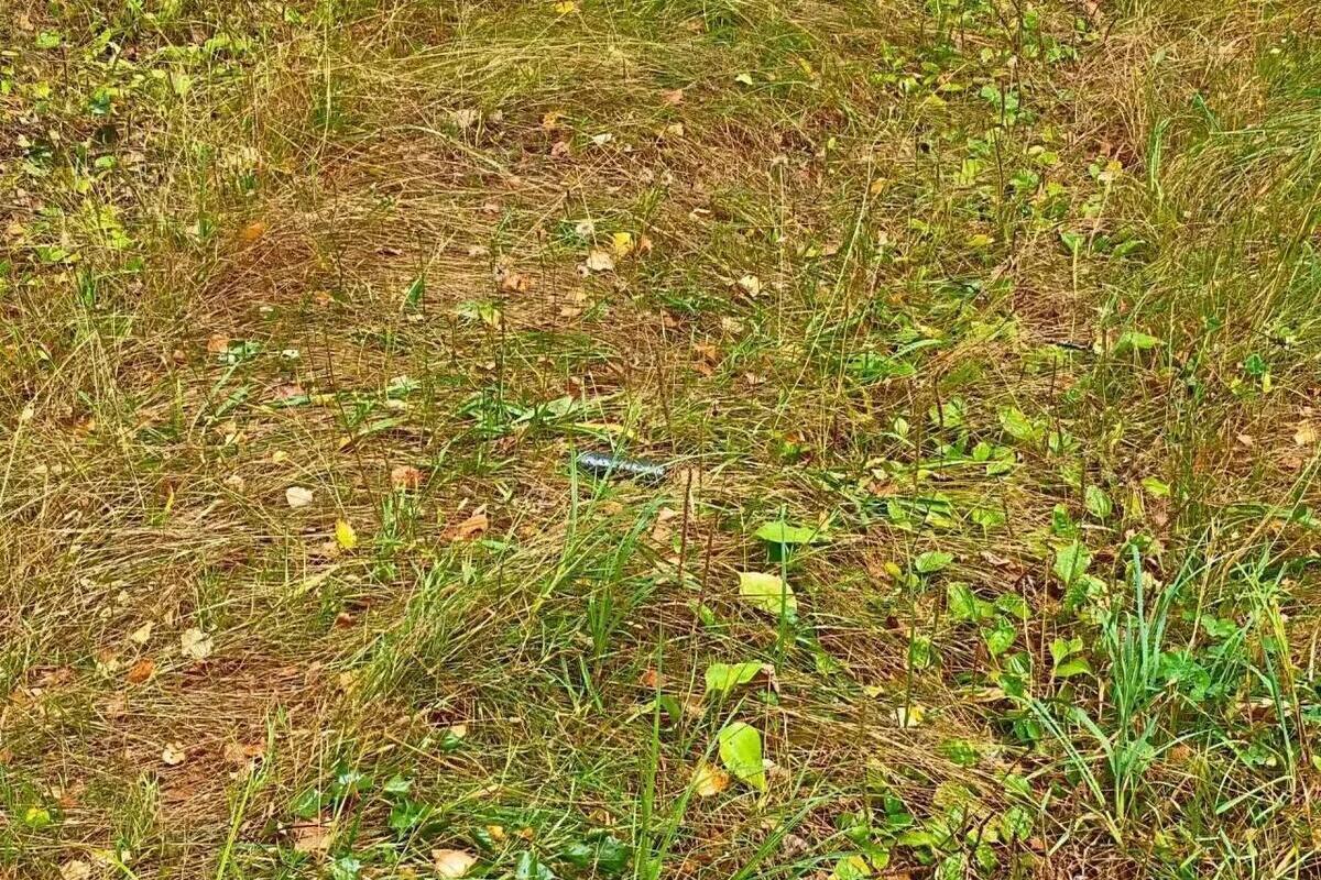 В Жуковском районе Брянской области при подрыве на взрывном устройстве погиб мужчина