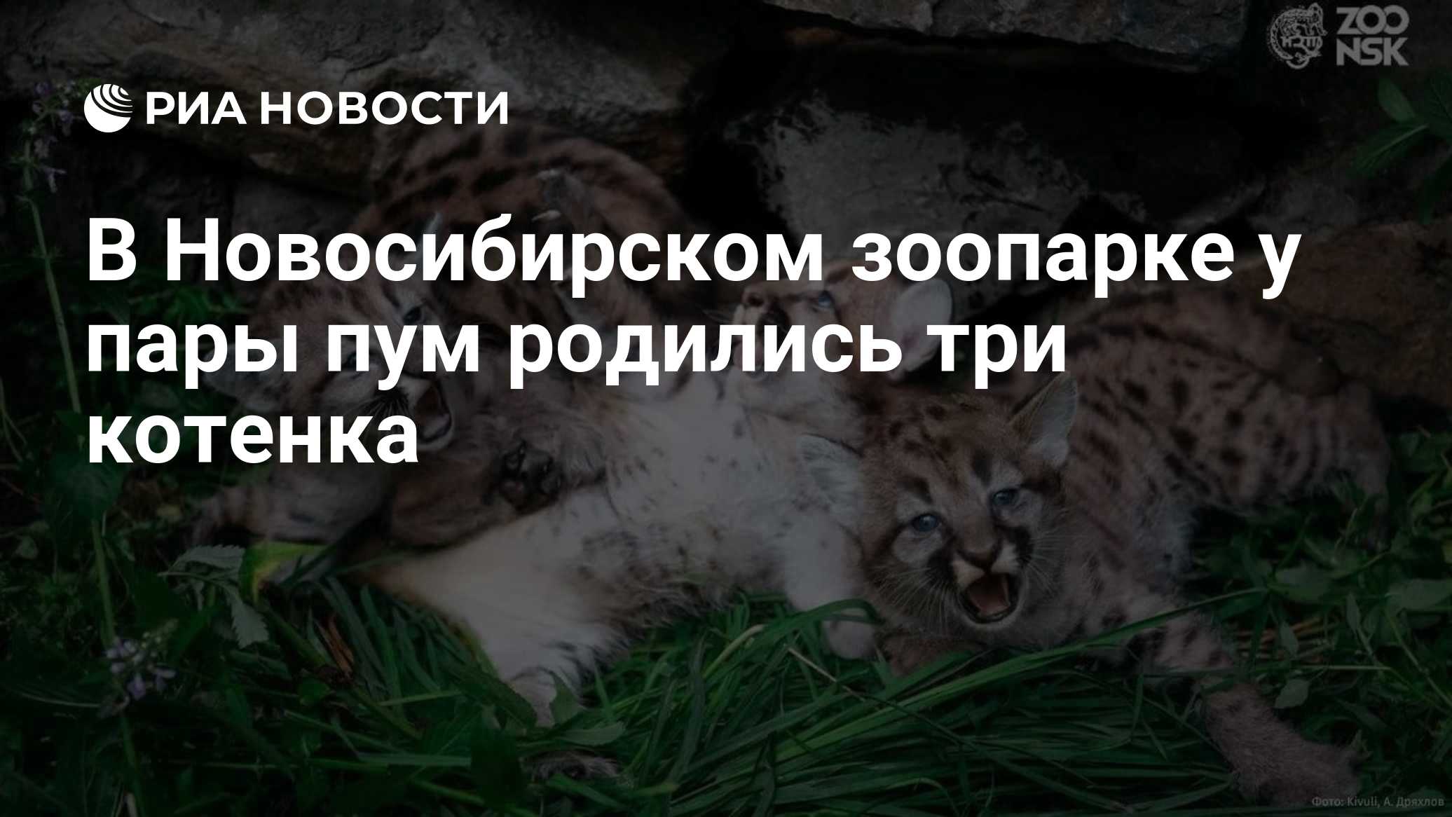 В Новосибирском зоопарке у пары пум родились три котенка
