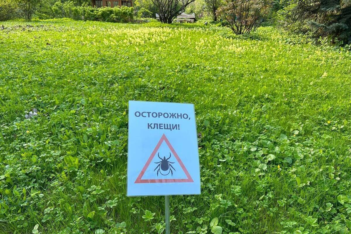 В Пензе Олимпийскую аллею и Учительский сквер обработают от клещей