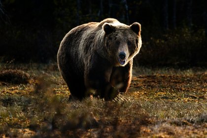 Пресс-секретарь российского губернатора рассказал подробности о встрече с медведями