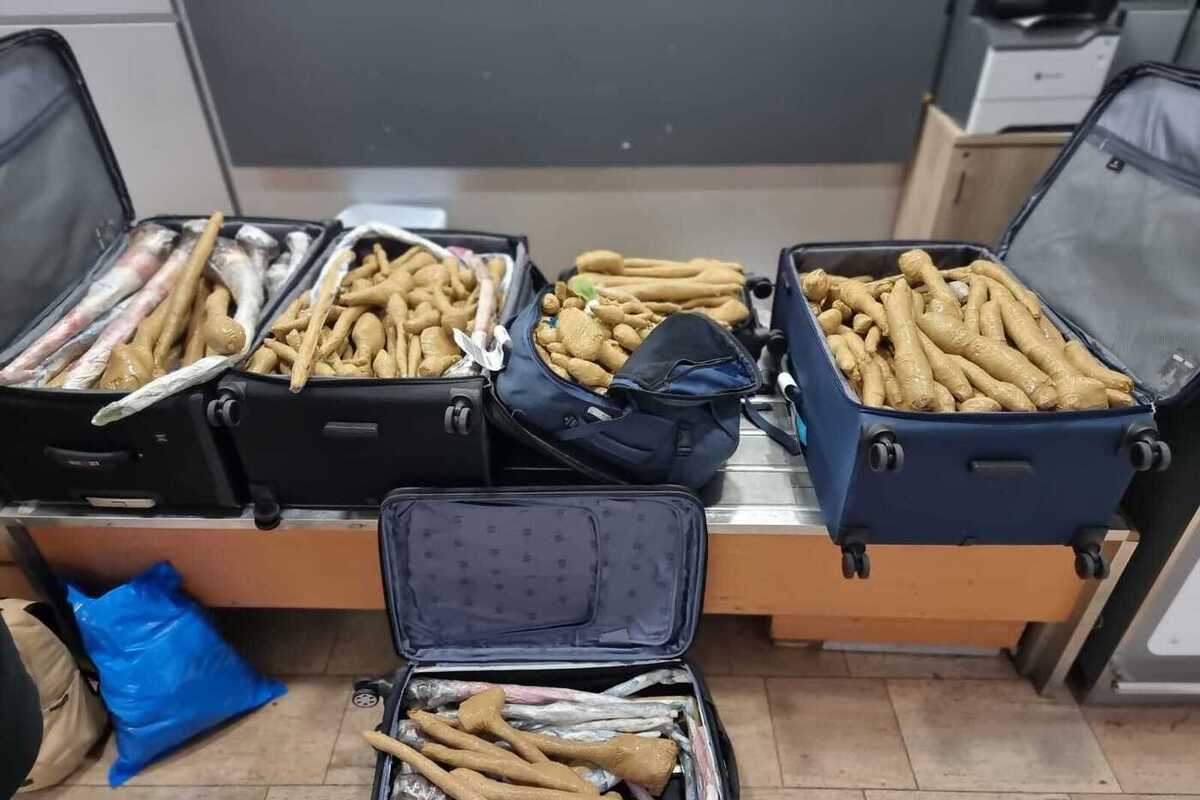Врач из центра Израиля задержан в аэропорту с 300 саженцами из Таиланда
