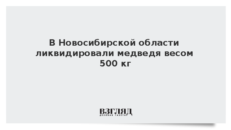 В Новосибирской области ликвидировали медведя весом 500 кг