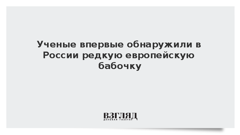 В Адыгее впервые выявили редкую европейскую бабочку