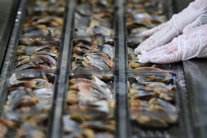 Североафриканская страна нарастила закупки российской сельди
