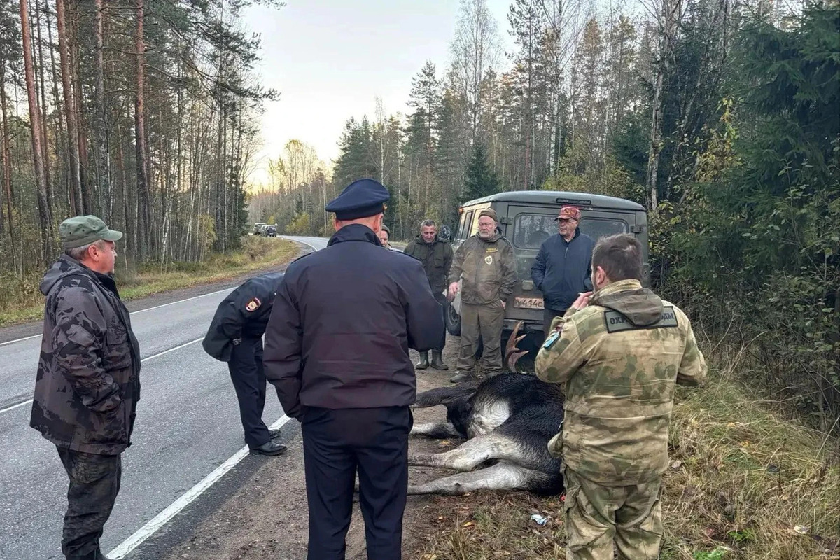 Пожалел 1500 ₽ на лицензию: в Ленобласти поймали подозреваемого в убийстве лося