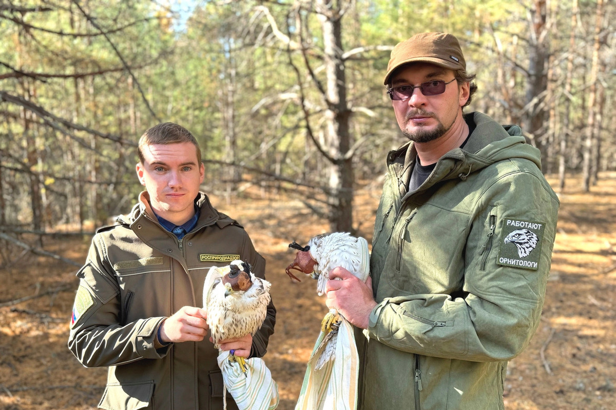 В Тамбовской области выпустили в природу очередных соколов-балобанов