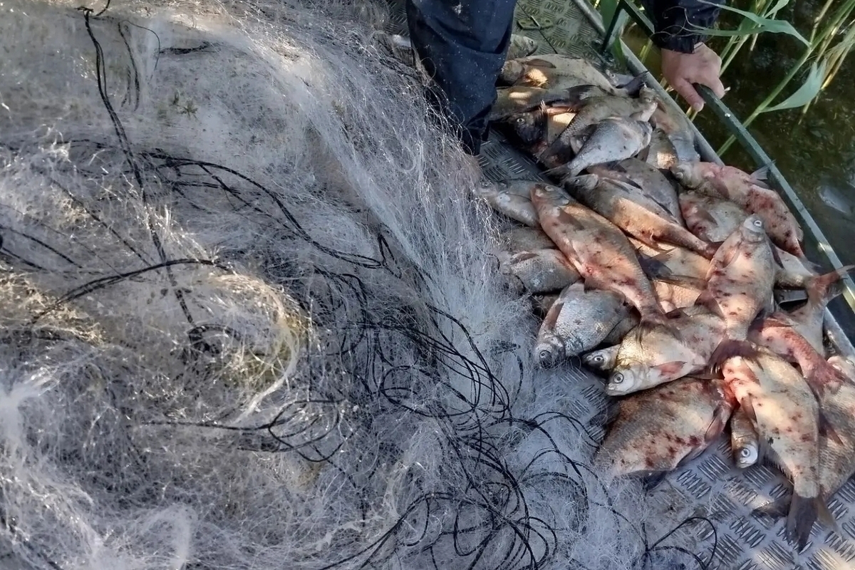 В Калининградской области изъяли более 120 килограммов незаконно добытой рыбы