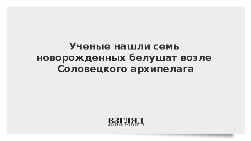 Возле Соловков заметили семь новорожденных белушат