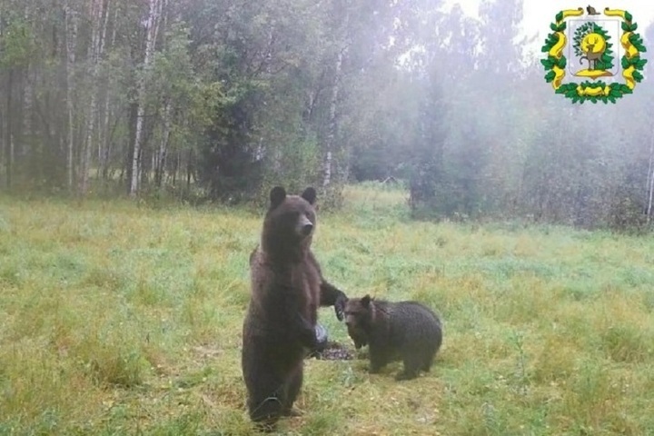 В Шахунье разрешили застрелить двух медведей