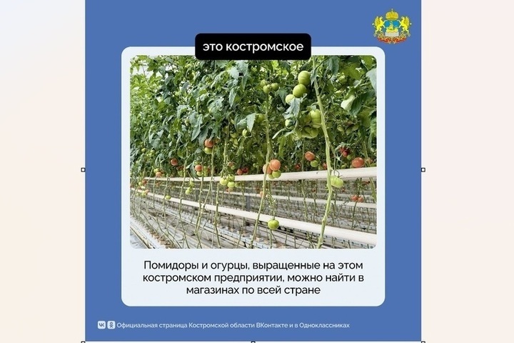 Костромской агрокомбинат поставил рекорд по урожайности тепличных овощей