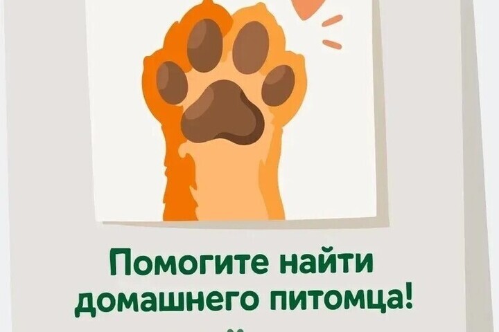 Потерялся питомец? В Подмосковье поможет цифровой сервис поиска животных
