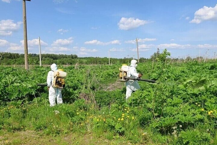 По итогам проверок из-за борщевика в Тульской области наказали 4-х чиновников