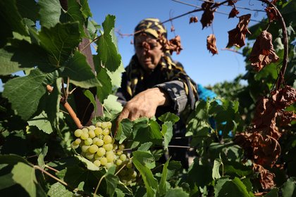 Российская компания разрешила собирать виноград всем желающим