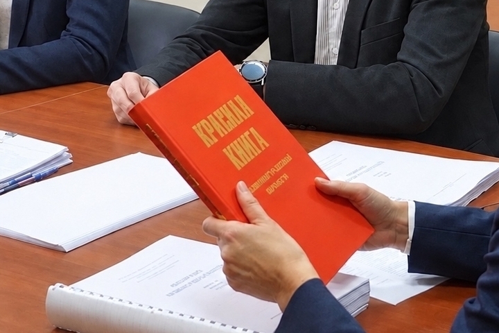 Тюлени и морские свиньи попадут в новое издание Красной книги региона