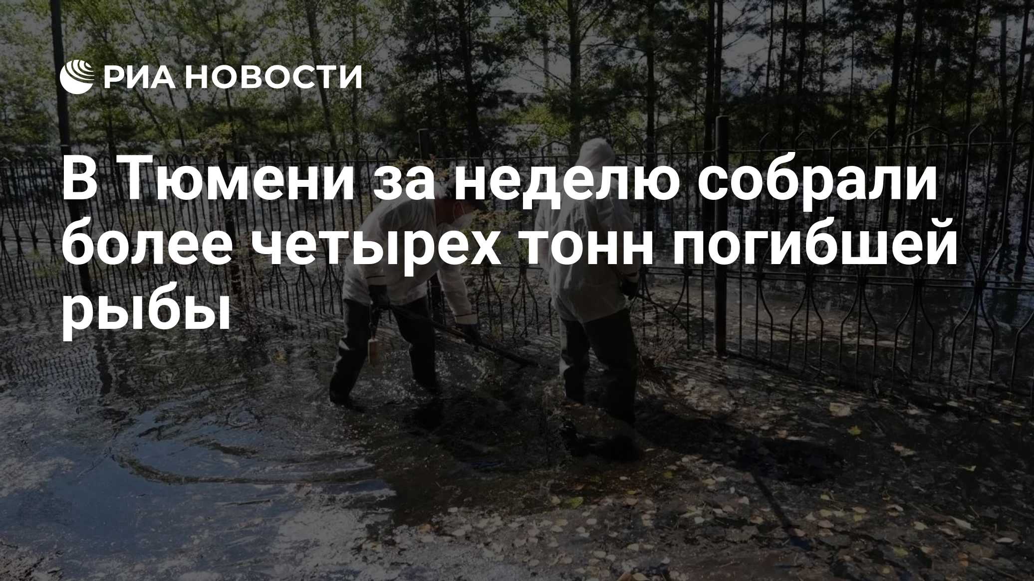 В Тюмени за неделю собрали более четырех тонн погибшей рыбы