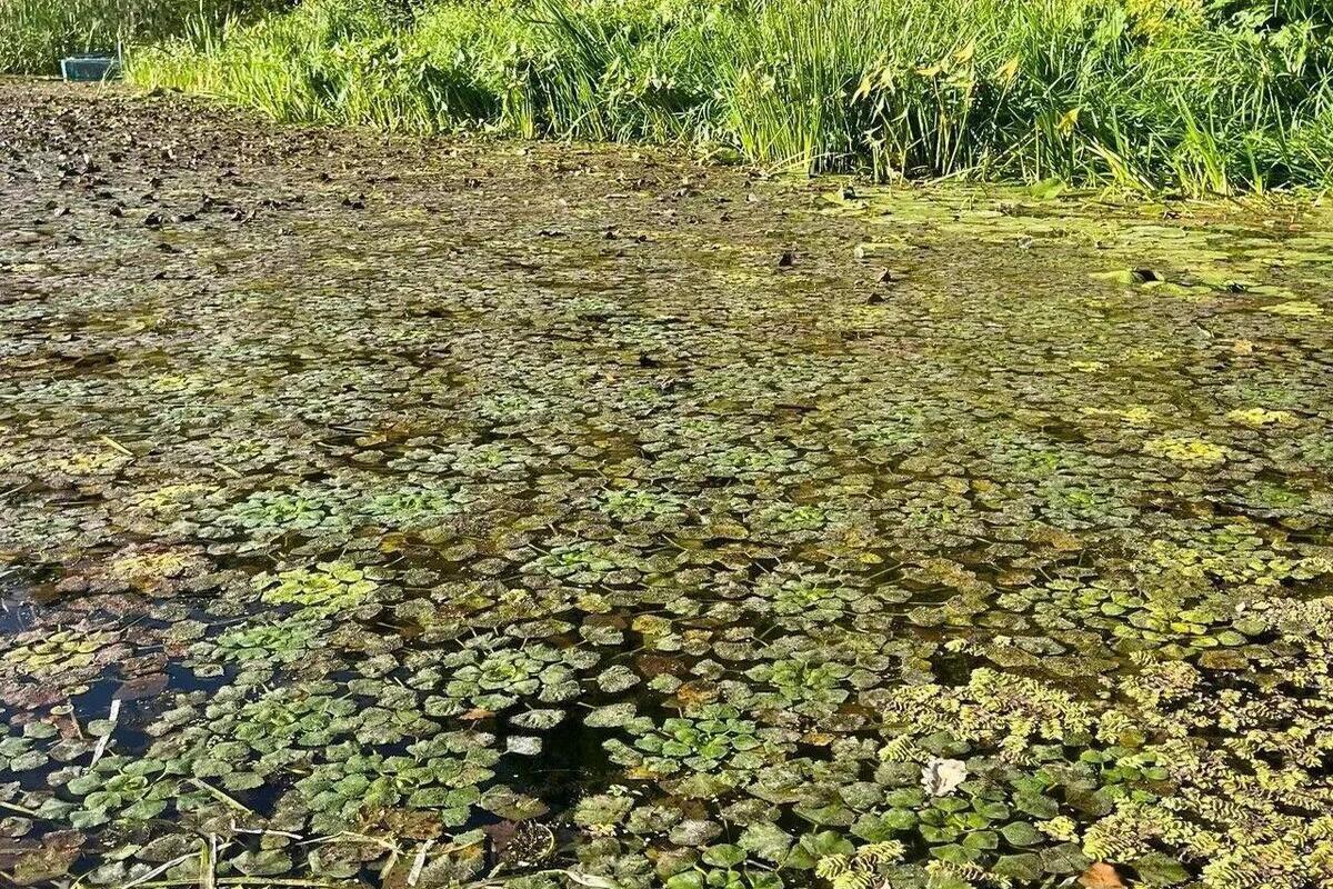 Саратовские ученые воссоздали 20 колоний исчезнувшего водяного ореха