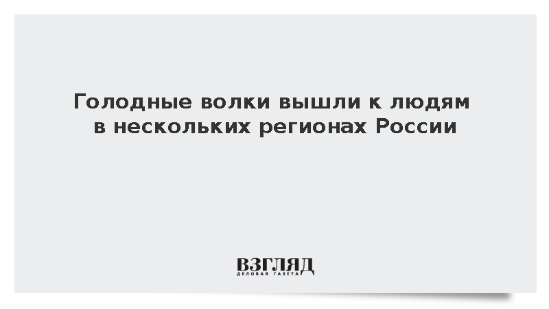 В регионах России участились случаи выхода голодных волков к населенным пунктам