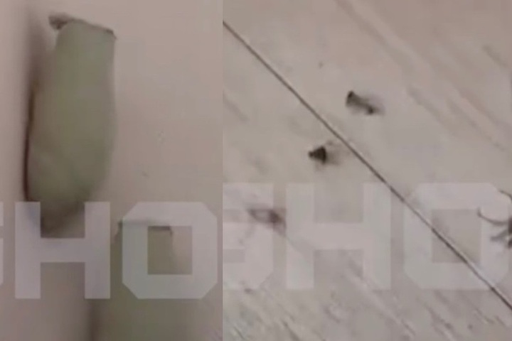 Осы-пелопеи устроили глиняные гнезда с пауками в доме жительницы Сочи