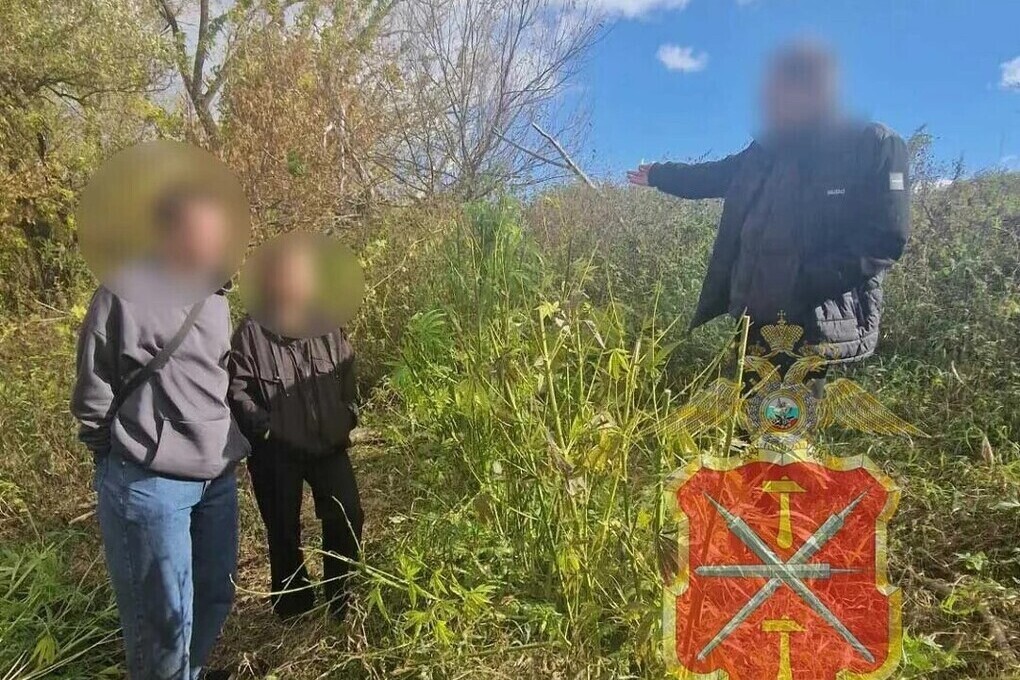 У жителя Белева нашли более 100 кустов конопли и 459 граммов марихуаны