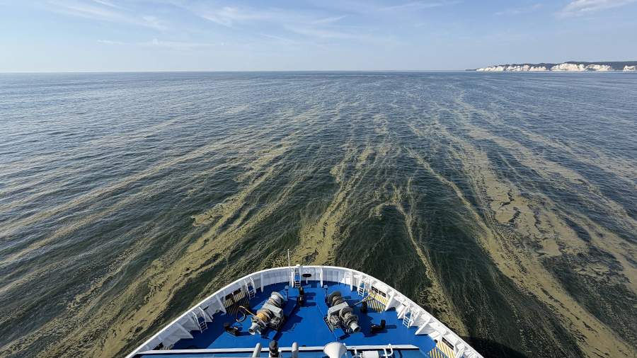 Токсичные водоросли распространились у побережья Германии
