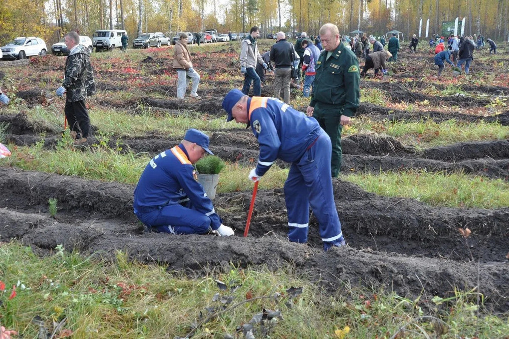 Под Липецком высадили 15 тысяч сеянцев сосны в рамках акции «Сохраним лес»
