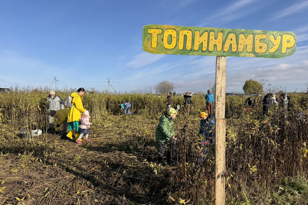 В Гатчине на ферме «Веси» в Пудости прошёл пятый Праздник Ижорской репы