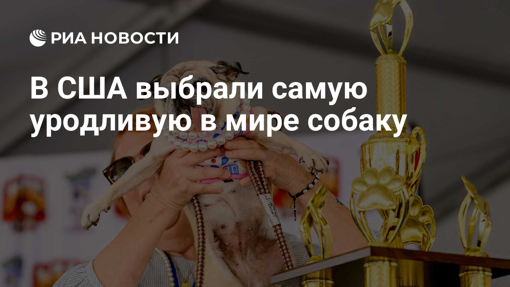 В США выбрали самую уродливую в мире собаку