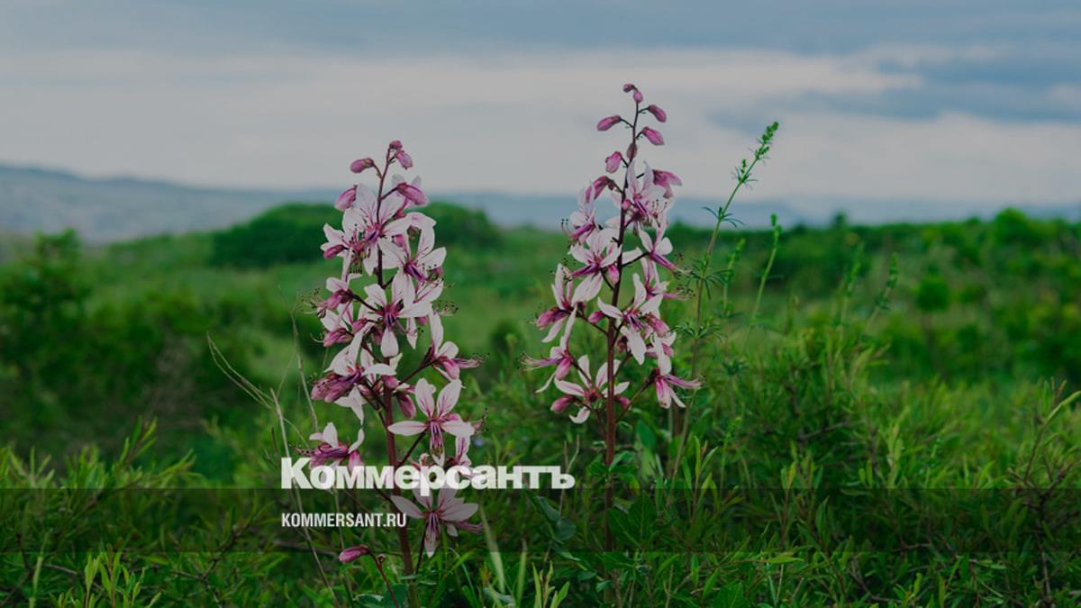 Депздрав Москвы рассказал о «конкуренте борщевика» в России