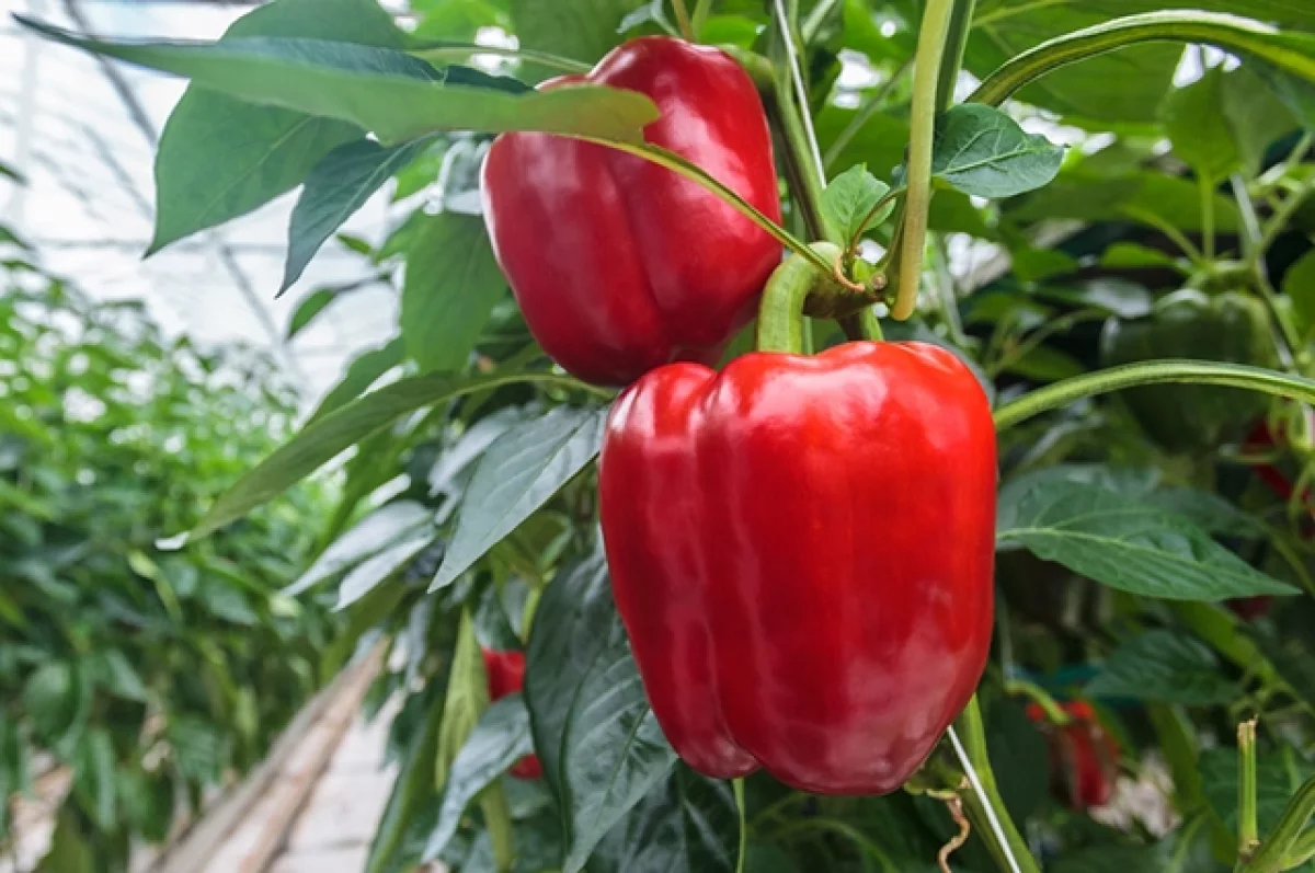 Снижает риск на 50 %. Нутрициолог назвала овощ, защищающий от Паркинсона