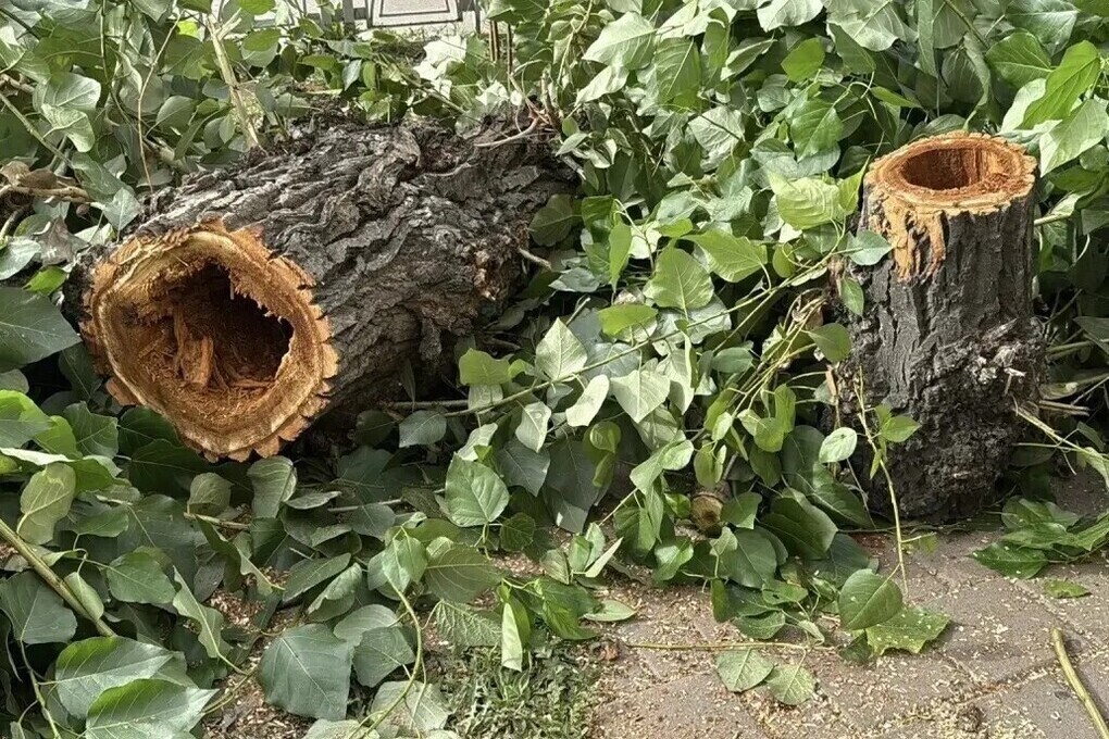 В Улан-Удэ аварийные тополя в центре города заменят на новые яблони